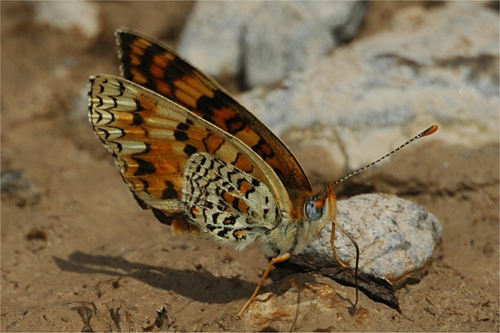 Eublemma ostrina